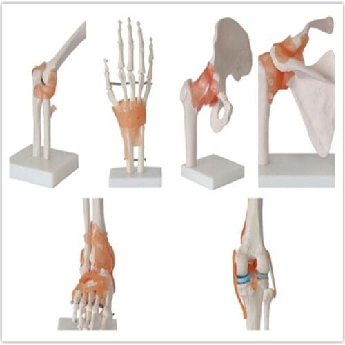 Human skeleton model 6pcs joint skeleton model Shoulder, elbow, wrist, hip, knee and ankle joints model