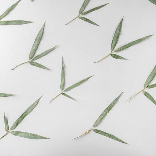 60pcs Pressed Dried Flower Bamboo Leaf Plants Herbarium For Nail Art Jewelry Bookmark Phone Case Invitation Card DIY