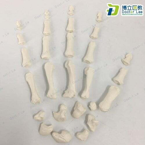 Unassembled Hand Bone Model Human Upper Limb Skeleton Medical Learn Aid Anatomy Art Sketch