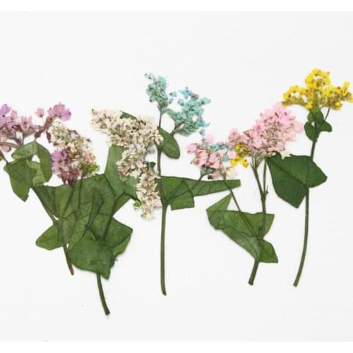 120pcs Dried Pressed Flower Buckwheat Branch For Epoxy Resin Pendant Necklace Jewelry Making Craft DIY Accessories