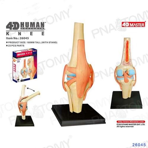 4D MASTER Human anatomical model brain heart eyeball ear pelvic bone knee joint muscle model