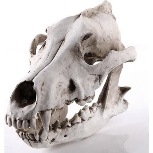 LBER Creative Resin Jackal Skull Replica Replica Teaching Skeleton Model Wolf Skull Decor