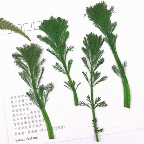 100pcs/8-10cm,Natural Pressed shousong Pine Leaf,Dyed Green plant Bookmarks Material DIY Card Flower Paintings Accessories