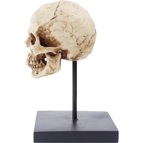 Life Size Human Skull Statue 1:1 Replica Realistic Human Adult Skull Head Bone Model Home Décor 3.9x3.9x4cm