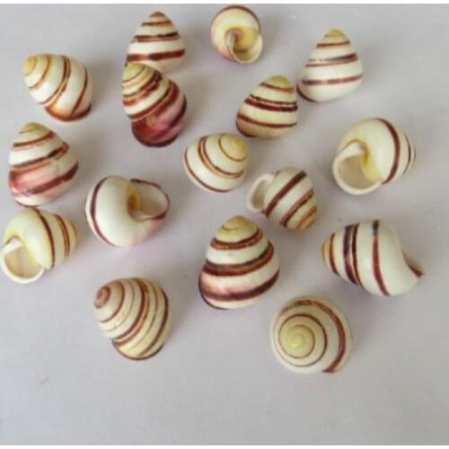 100pcs Natural Black Conch Sea Shell Natural Seashell Specimen Beach Decoration Home Nautical Wedding Decor Aquarium Landscape