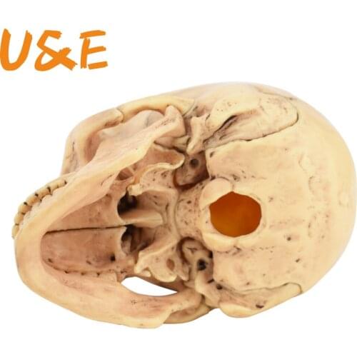 1:2 Disassembled Skull Anatomical Model Anatomy Skeleton Skull Model Detachable Medical Teaching Supplies Tool, 15 Parts