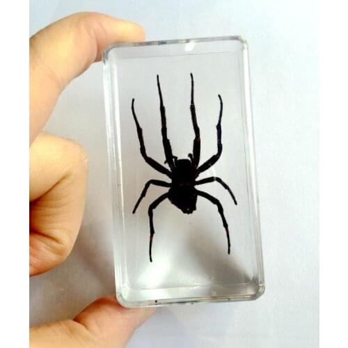 FREE SHIPPING Attractive Vintage Real Spider Specimen In Clear Jewelry Specimen Gift
