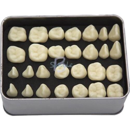 1pcs 5:1times Dental Simulation Teeth Teaching Model Simulated Particle Model