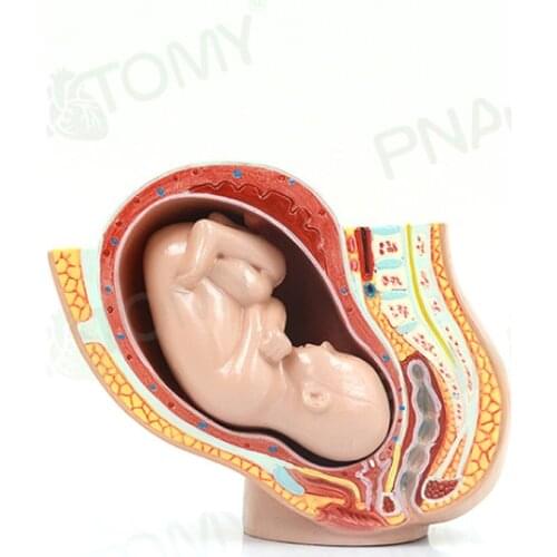 Small female pelvic pregnancy embryonic development anatomical model gynecology and obstetrics Medical display of uterus aids