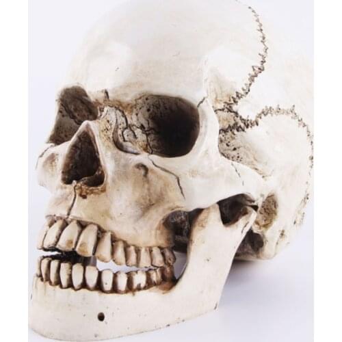 1:1 Human Head Skull Statue for Home Decor Resin Figurines Halloween Decoration Sculpture Medical Teaching Sketch Model Crafts