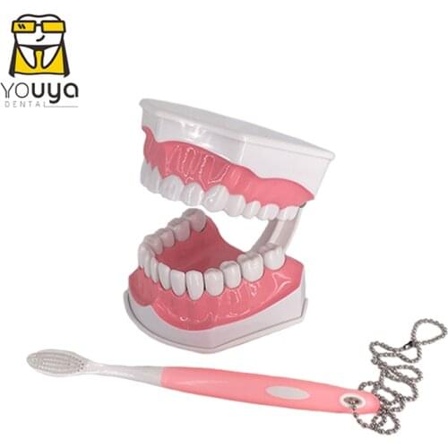 Standard Dental Teaching Model Study On The Structure Of Oral Teeth Dentist Educational Demonstration Tool For Brushing Teeth