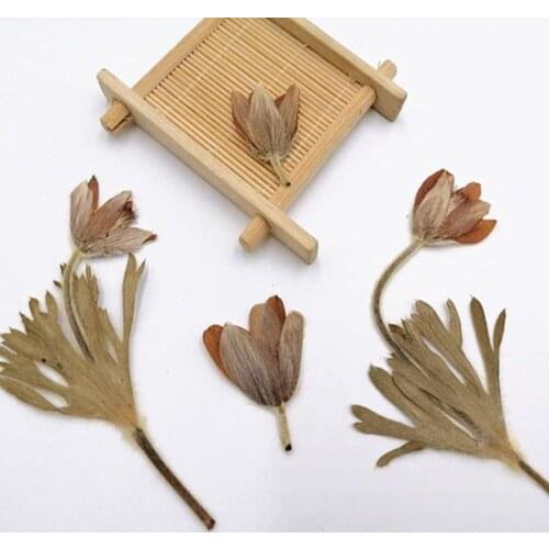 250pcs Pressed Dried Pulsatilla Cernua Flower Plant Herbarium For Jewelry Postcard Invitation Card Phone Case Bookmark Making