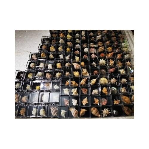 Natural Shell Conch Flower Fairy Bell Conch Home Decoration Childrens Toy Photography Props