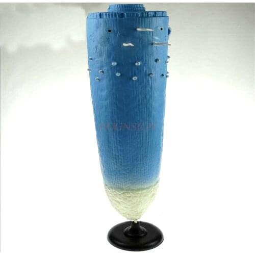 Root profile model junior high school high school biological experimental equipment middle school teaching instrument