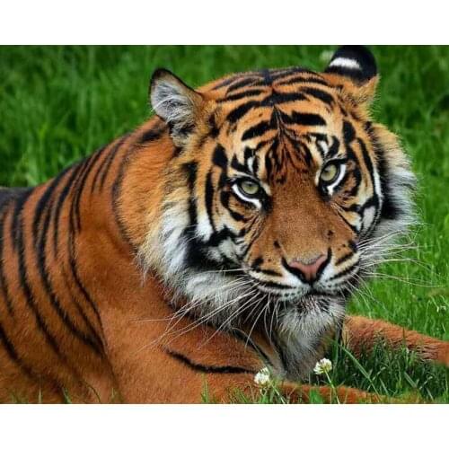 Full diamond embroidery tiger,diamond painting animal,diy square diamond painting,diamond painting tiger