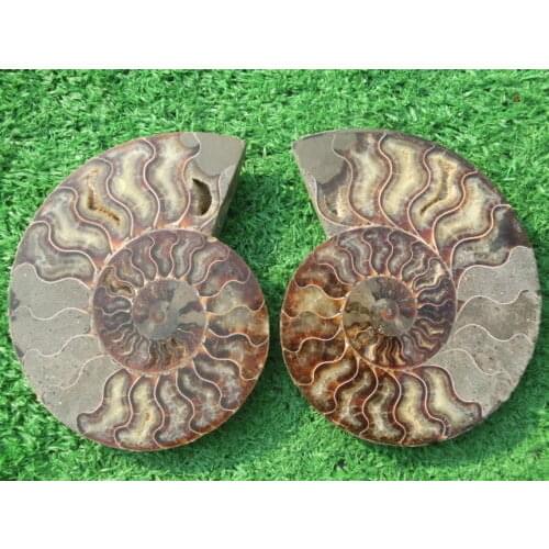 1120g(2.46 lb) 1 Pair Half Cut Ammonite Shell Fossil Specimen Madagascar