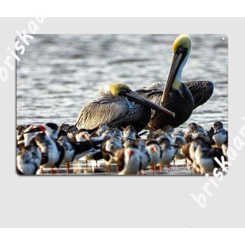 Pelicans And Skimmers Metal Sign Cinema Kitchen Design Wall Decor Wall Tin sign Poster