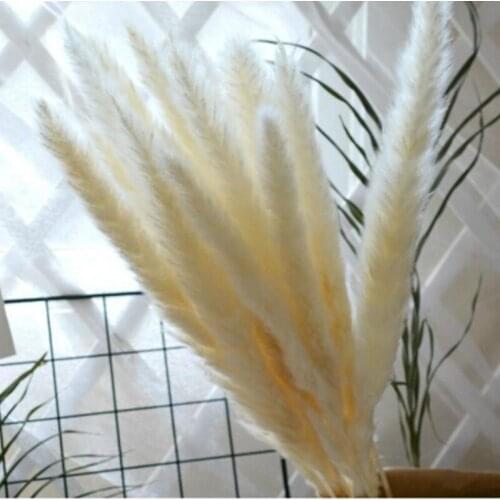 15Pcs /Lot Natural Dried Flowers Small Pampas Grass Primary colors, pink, white Real Plants Flower Decoration Wall Decor