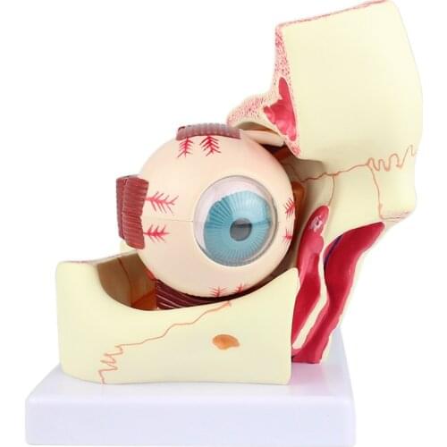 Eye Model Anatomical Eye Model Eyeball And Eyelid Model Removable Eye And Optic Nerve For Eye Special Teaching