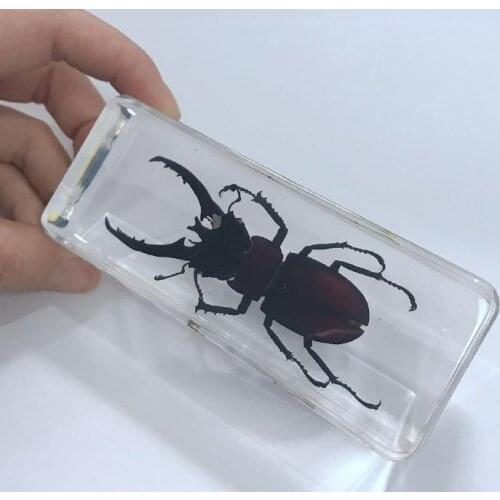 Vintage Mountain Stag Beetle Specimen Block Paperweight Decor Oddity