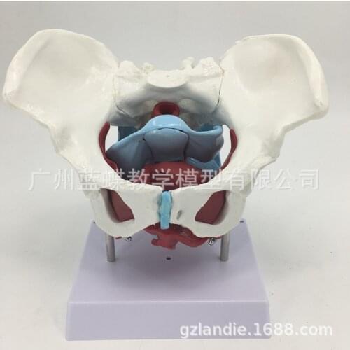 Anatomical Pelvic with Floor Muscles Childbirth Process Demonstration Midwifery Teaching Model Human Skeleton Toy