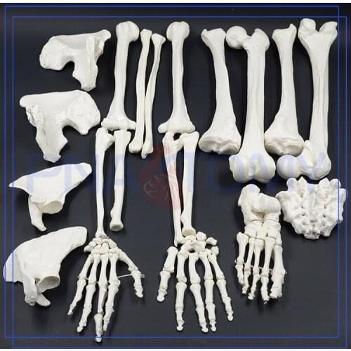 Full Size Human Disarticulated Skeleton Model with Skull Anatomical Model Medical Science Spine Pelvis Ribs Femur Tibia Anatomy