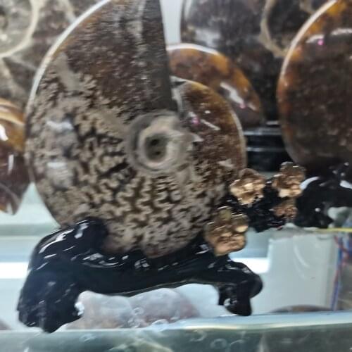 Nautilus natural fossil spotty screw, nautilus, chrysanthemum stone, snails, shell items decoration + pedestal