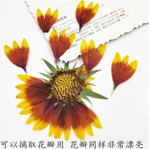 50 pcs Pressed Flower Celestial chrysanthemum tiger skin chrysanthemum real flower material DIY face decoration