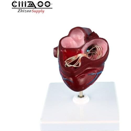 Dog pathological heart model Canine heart demonstration teaching model