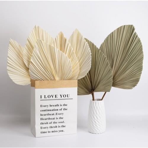 Fan Pampas Grass Nordic Style Simple Dried Flower Home Display Window Decoration Wedding Set Shooting Props