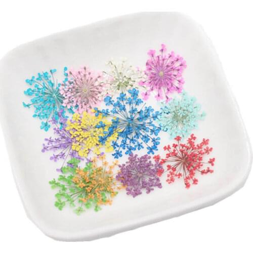 60pcs Pressed Dried Ammi Majus Flowers Plant Herbarium For Jewelry Postcard Invitation Card Phone Case Bookmark Craft DIY