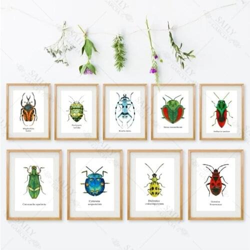 Watercolor Beetle Illustration Prints Coleoptera Insects Posters Home Room Wall Art Decor Educational Canvas Painting Picture