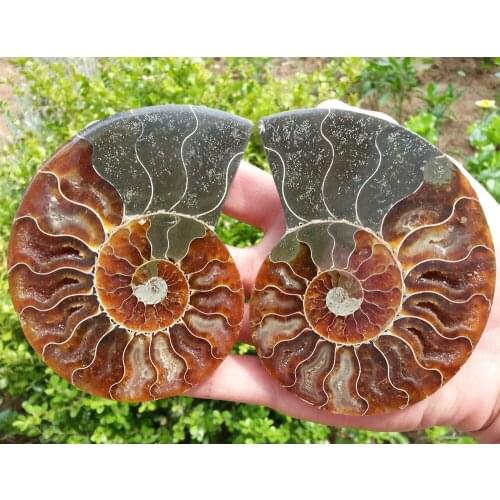 233g 1 Pair Half Cut Ammonite Shell Jurrassic Fossil Specimen Madagascar