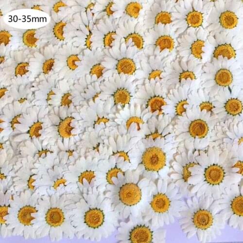 100Pcs Real Natural Dried Pressed Flowers White Daisy Pressed Flower for Resin Jewelry Nail Stickers Makeup Art Crafts