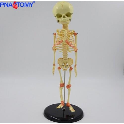 Infant Skeleton Model 37cm Baby Skeleton Model Movable Research Model Skeleton Anatomical Teaching Study Display