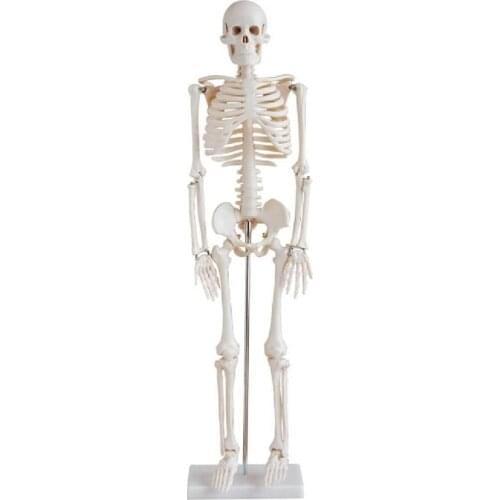 Human 85cm Skeleton model education medical