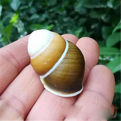 Natural Conch Shell Green Snail Snail Rare Specimen Conch Shellfish Hermit Crab Replacement Shell Fish Tank Aquarium Landscape