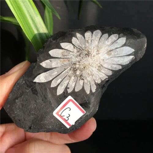 Natural Chrysanthemum Stone Crystal Mineral Specimen Home Decoration Collection Scientific Research And Teaching