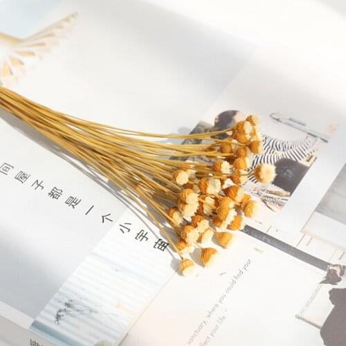 30/Pcs Dried Natural Small Happy Flower Preserved Flowers Natural Grass Party Wedding Supplies Marriage Decoration Accessories