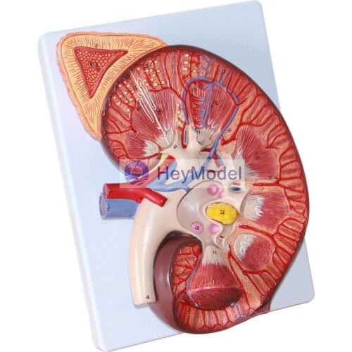 HeyModel Anatomical model of kidney with adrenal model