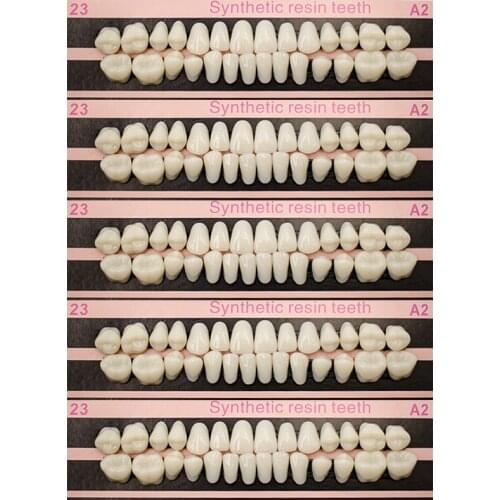 280/56pc Tooth model Plastic Teeth Teaching Model Dedicated Teeth Dental Material Teeth Care Tool A2Type Dentistry Dentist tools