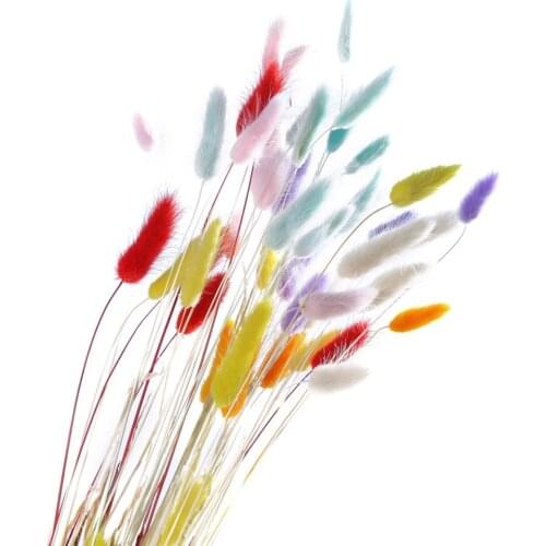 50stems Dried Flower Bunny Tail Natural Plants Floral Rabbit Grass Bouquet Home Decoration Accessories Photography Props Flores