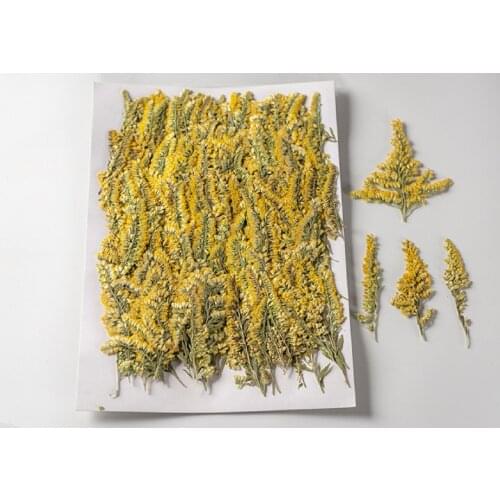 250pcs Pressed Dried Flower Solidago decurrens Lour Herbarium For Epoxy Jewelry Bookmark Phone Case Makeup Nail Art Craft DIY
