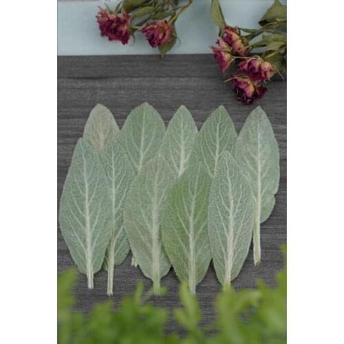 10pcs Pressed Dried Stachys lanata Leaf Flower For Epoxy Resin Pendant Jewelry Face Make Up Making Craft DIY Accessories
