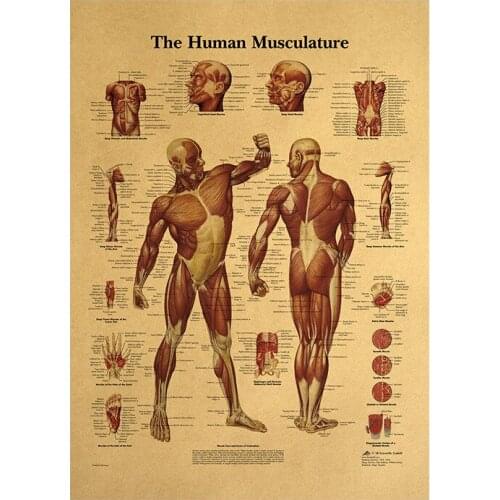 Human Body Illustration-Muscle Tissue Kraft Paper Retro Poster Classroom Museum Decoration Painting