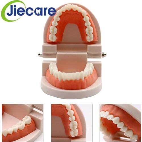 1 PC Dental Standard 28-Teeth Teeth Model Oral Care Tooth Cleaning for Dental Teaching&Practice Simulation Free Shipping