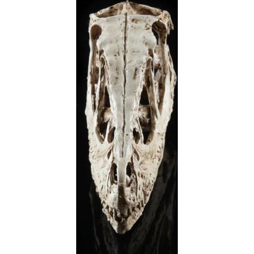 Resin Dinosaur Skull Model Replicas, Dino Head Figure Statue For Gothic