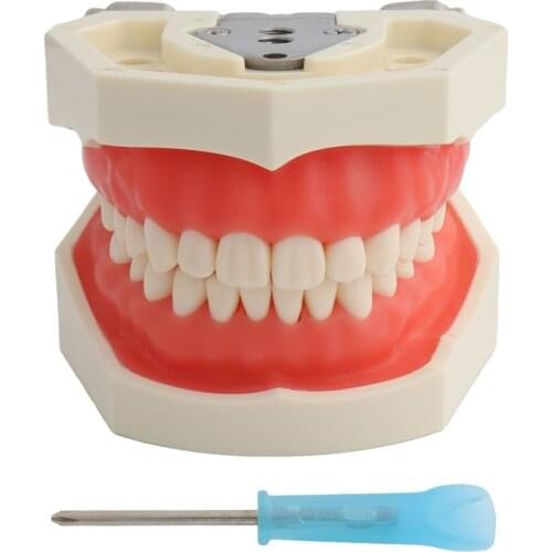 Dental Teaching Model Teeth Model Standard Model with 28pcs Screw-in Teeths Demonstration Soft Gum