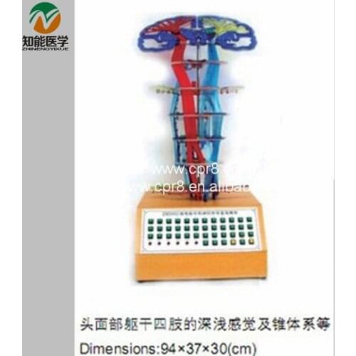 The Central Nervous Conduction Electric Model BIX-A1080 MQ031