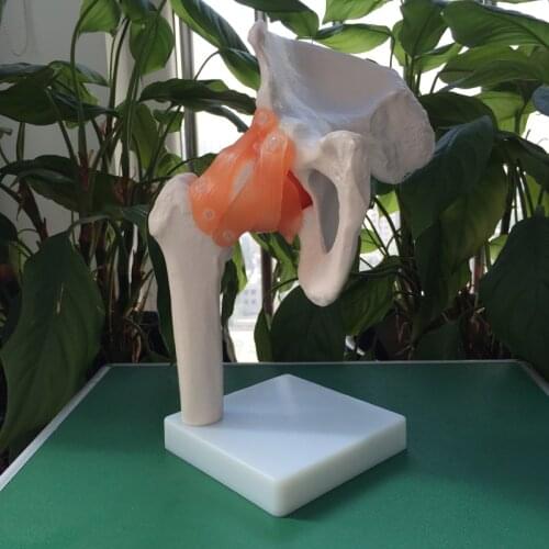 Life-Size Knee Joint,Knee Ligament Model,Knee Joint Model